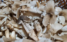 Nấm mối ở Vĩnh Long, hơn 1 triệu đồng/kg
