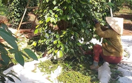 Thu 1 đồng nhưng phải hoàn đến 39 đồng, đến lượt ngành hồ tiêu kiến nghị bỏ thuế VAT