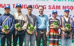 Tặng hơn 7.000 cây sâm Ngọc Linh giống cho hộ nghèo ở Đà Nẵng