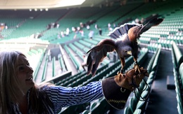 Wimbledon gặp khủng hoảng bất ngờ vì... một chú chim