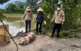 Hàng chục xác heo trên kênh cấp nước, cơ quan chức năng vào cuộc