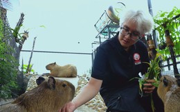 Góc nhìn trưa nay: Độc đáo quán cà phê thu hút khách nhờ ‘hoa hậu thân thiện’ capybara