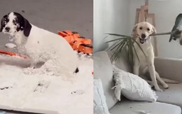 Những chú chó nghịch ngợm khiến gia chủ khóc thét