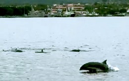 Đàn cá heo bơi lội tung tăng trên vùng biển Cam Ranh - Khánh Hòa