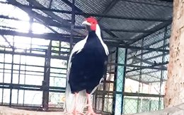 Cận cảnh gà lôi trắng người dân bắt được rồi giao cho kiểm lâm TP.HCM