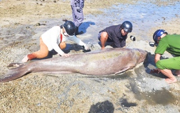 Bò biển nặng 300kg mắc cạn ở Côn Đảo, người dân cứu hộ bất thành