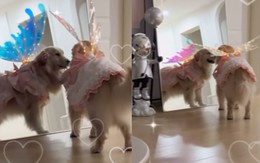 Chú chó sung sướng khi được mặc đồ công chúa đi chơi