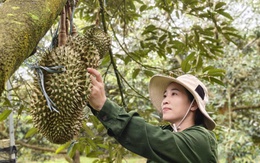 Nông dân trồng sầu riêng Tây Nguyên thấp thỏm vì bão Kajiki