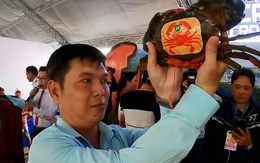 Cà Mau kỳ vọng gì ở 'con đặc sản' cua biển?