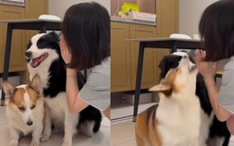 Chú chó nổi quạu vì bị cô chủ 'nấu xói'