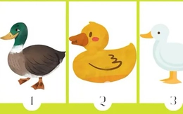 Quiz: Bạn là người kiên định, thực tế hay sáng tạo, lạc quan?