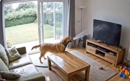 Video chó mang vòi nước tưới ướt phòng khách là giả