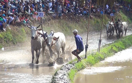 Rộn rã Lễ hội đua bò chùa Rô ở An Giang