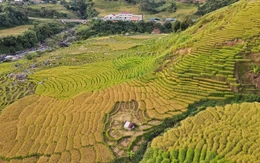 Ngỡ ngàng mùa vàng ở Ngọc Linh, bức tranh tuyệt sắc giữa đại ngàn Quảng Ngãi