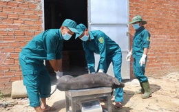 Theo chân đội xử lý heo bị dịch tả châu Phi