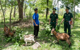 'Quỹ đầu tư khởi nghiệp' từ cặp dê giống của lính biên phòng Quảng Trị