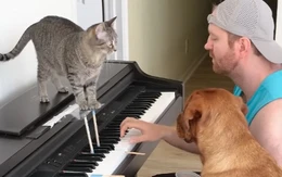 Chó mèo phối hợp với ông chủ đánh đàn piano siêu ngầu
