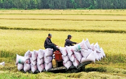 Bộ Công Thương họp bàn xuất khẩu gạo, ứng phó trước lệnh ngừng nhập gạo của Philippines