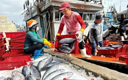 Mỹ từ chối công nhận 12 nghề khai thác hải sản, Bộ Công Thương gửi đề nghị xem xét