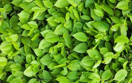 Thử tài tinh mắt: Châu chấu ẩn giấu ở đâu?