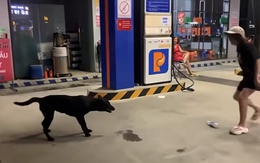 Chú chó làm thủ môn siêu đỉnh