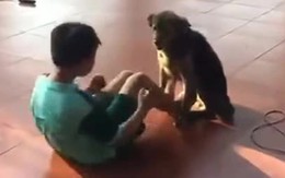 Chú chó ngoan ngoãn ngồi giữ chân giúp cậu chủ tập thể dục