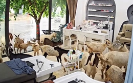 'Trộm vía nay shop được đón đoàn khách từ trên núi xuống'