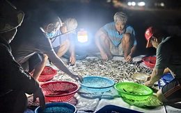 Chợ cá lúc bình minh ven biển Đà Nẵng