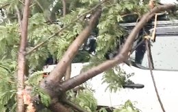 Cây đổ đè trúng ô tô, 6 người mắc kẹt được giải cứu trước bão Bualoi