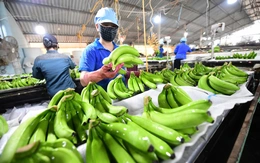 Xuất khẩu rau quả bứt phá, 15 ngày mang về 650 triệu USD