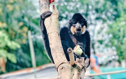 Vượn quý hiếm thoắt ẩn thoắt hiện sau nhà người dân ở TP.HCM, kiểm lâm đến thì trốn mất