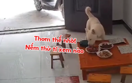 Chú chó thưởng thức ngon lành mâm cơm gia chủ vừa dọn lên