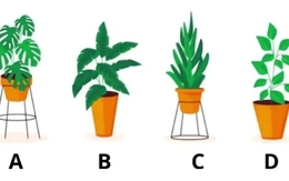 Quiz: Bạn nhạy cảm hay là người cởi mở, lạc quan?