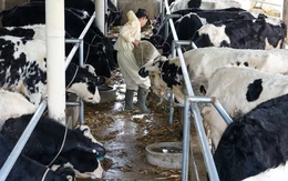 Indonesia thúc ép các doanh nghiệp 'tìm' 1 triệu con bò