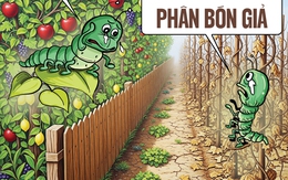 Sâu bọ cũng chào thua phân bón giả
