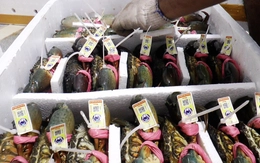 Cua Cà Mau tăng hơn 200.000 đồng/kg trong dịp Tết dương lịch