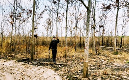 Thu hồi dự án trồng cao su 900ha trên đất rừng của Đức Long Gia Lai