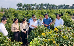 Lãnh đạo TP.HCM thăm nông dân làng mai vàng Bình Lợi trước Tết Bính Ngọ