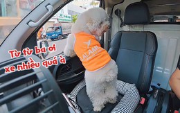 Chú chó làm lơ xe cho ông chủ lái ô tô sang đường