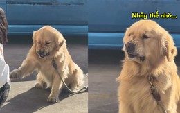 Chú chó khó chịu vì phải bắt tay với người lạ