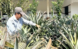 Cận Tết, giá khóm tăng vì nguồn cung thấp