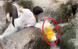 Chú chó ngã nhào xuống nước vì cậu chủ có tính... lo xa