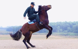 Đầu năm ngựa, 'xông đất' Đoàn Cảnh sát cơ động kỵ binh