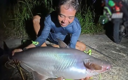 Câu cá vồ dài hơn 1 mét, nặng cả chục ký ở U Minh Thượng