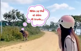 Cô gái cười đau bụng với chú 'Ngưu ma vương' nhút nhát