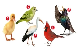 Quiz: Bạn yêu đời hay là người có tư duy phân tích sắc bén