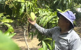 Giá xoài tăng cao dịp cận Tết nhưng nhà vườn vẫn ‘khó lời’