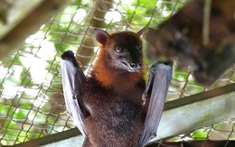 Ngắm loài dơi quý, mỗi con nặng cả ký ở Vườn quốc gia U Minh Thượng