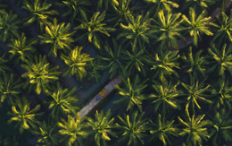 15.000 ha dừa hữu cơ: giải bài toán khó của ngành dừa