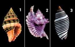 Quiz: Bạn là người nhân hậu và luôn hết lòng vì gia đình, bạn bè?